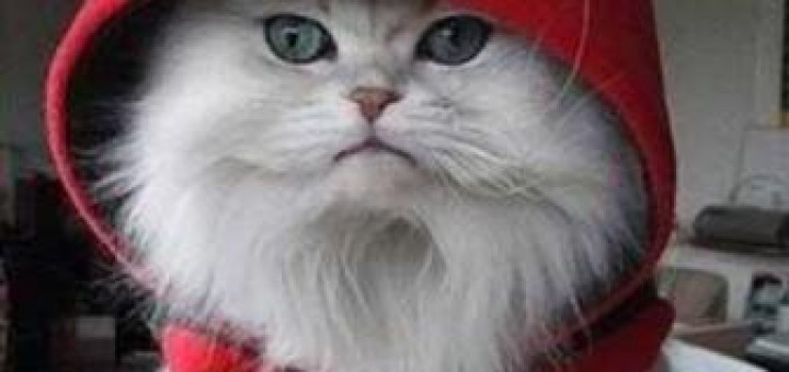 kitty