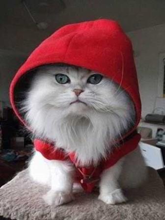 kitty