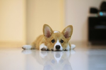 tiny dog