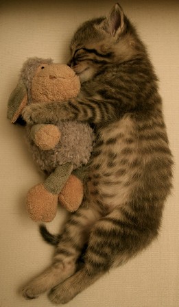 kitty