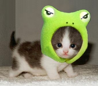 kedi yavrusu