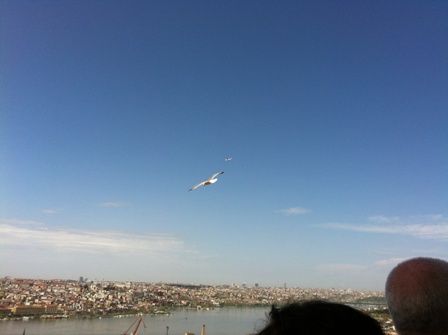 martı
